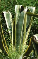 Sisal plant of America (Sisal plant americana). Click to enlarge the image in Adobe Stock (new tab).