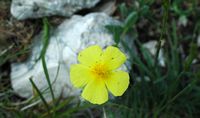 La flore et le faune du Biokovo en Croatie. Hélianthème commun (Helianthemum nummularium). Cliquer pour agrandir l'image.