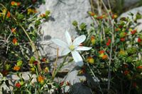 La flore et le faune du Biokovo en Croatie. Ornithogale des montagnes (Ornithogalum montanum). Cliquer pour agrandir l'image.