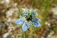 La flore et le faune du Biokovo en Croatie. Nigelle de Damas (Nigella damascena). Cliquer pour agrandir l'image.