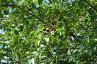 Madeira da Santa Lúcia (Prunus mahaleb). Clicar para ampliar a imagem.