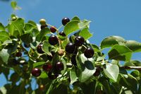 La flore et le faune du Biokovo en Croatie. Bois de Sainte-Lucie (Prunus mahaleb). Cliquer pour agrandir l'image.