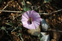 La flore et le faune du Biokovo en Croatie. Liseron de Biscaye (Convolvulus cantabrica). Cliquer pour agrandir l'image.