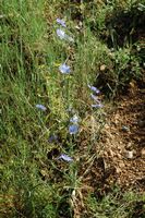 La flore et le faune du Biokovo en Croatie. Chicorée sauvage (Cichorium intybus). Cliquer pour agrandir l'image.