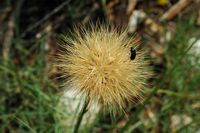 La flore et le faune du Biokovo en Croatie. Plante à identifier. Cliquer pour agrandir l'image.