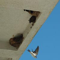 House martin. Click to enlarge the image.