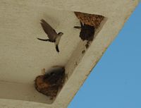 House martin. Click to enlarge the image.