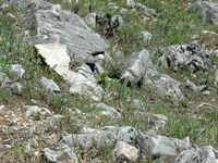 Grüne Eidechse des Balkans. Klicken, um das Bild zu vergrößern.