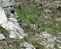 Green lizard of Balkans. Click to enlarge the image.