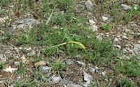 Green lizard of Balkans. Click to enlarge the image.