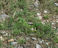 La flore et la faune de Croatie. Lézard vert des Balkans. Cliquer pour agrandir l'image.