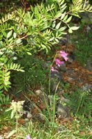 Plant, gladiool van Illyrie (Gladiolus illyricus), eiland Lokrum. Klikken om het beeld te vergroten.