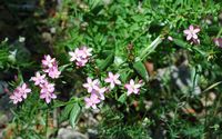 La flore et la faune de Croatie. Fleurs, petite centaurée (Centaurium erythraea), île de Lokrum. Cliquer pour agrandir l'image.