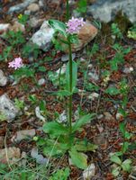 La flore et la faune de Croatie. Fleurs, petite centaurée (Centaurium erythraea), îles Élaphites. Cliquer pour agrandir l'image.