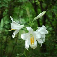 La flore et la faune de Croatie. Lis blanc (Lilium candidum), île de Mljet. Cliquer pour agrandir l'image.