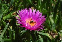 La flore et la faune de Croatie. Ficoïde comestible (Carpobrotus edulis). Cliquer pour agrandir l'image.