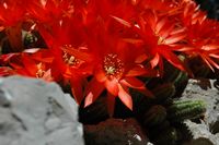 Cactus gherkin (Chamaecereus sylvestris). Click to enlarge the image.