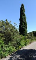 La flore et la faune de Croatie. Cyprès commun (Cupressus sempervirens) sur l'île de Mljet. Cliquer pour agrandir l'image.