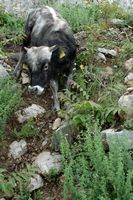 La flore et la faune de Croatie. Vache, mont Srd. Cliquer pour agrandir l'image.