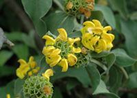 Salvia de Jerusalén (Aguavientos fruticosa), monte Srđ. Haga clic para ampliar la imagen.