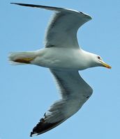 Herring gull (Larus argentatus). Click to enlarge the image.