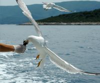 Seagull in the channel of Hvar. Click to enlarge the image.