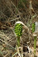 La flore et la faune de Croatie. Arum d'Italie, gouet d'Italie (Arum italicum). Cliquer pour agrandir l'image.