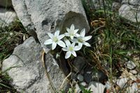 La flore et la faune de Croatie. Ornithogale des montagnes (Ornithogalum montanum). Cliquer pour agrandir l'image.