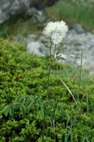 La flore et la faune de Croatie. Pigamon (Thalictrum sp.). Cliquer pour agrandir l'image.