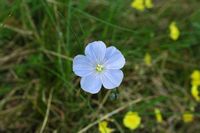 Flax of Narbonne (Linum narbonense). Click to enlarge the image.