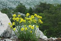 Hedge mustard false-gillyflower (Erysimum sp.). Click to enlarge the image.