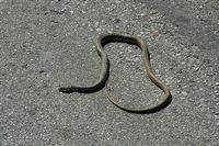 Grass snake of Balkans (Hierophis gemonensis). Click to enlarge the image.
