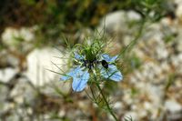 La flore et la faune de Croatie. Nigelle de Damas (Nigella damascena). Cliquer pour agrandir l'image.