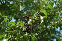 La flore et la faune de Croatie. Bois de Sainte-Lucie (Prunus mahaleb). Cliquer pour agrandir l'image.