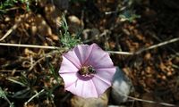 La flore et la faune de Croatie. Liseron de Biscaye (Convolvulus cantabrica). Cliquer pour agrandir l'image.