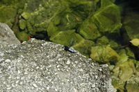 Fahlrote Libelle (Libellula fulva) am Rand Cetina. Klicken, um das Bild zu vergrößern.