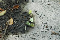 La flore et la faune de Croatie. Piérides du chou (Pieris brassicae) se reminéralisant au bord de la Cetina. Cliquer pour agrandir l'image.
