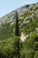 La flore et la faune de Croatie. Cyprès commun (Cupressus sempervirens) au bord de la Cetina. Cliquer pour agrandir l'image.