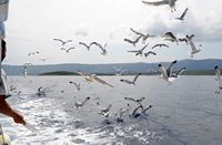 Seagulls in the channel of Hvar. Click to enlarge the image.