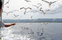Seagulls in the channel of Hvar. Click to enlarge the image.