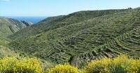 Fields of lavender on the island of Hvar (author Collar Ford). Click to enlarge the image.