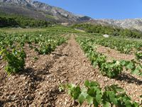 Vines on the southern coast of the island of Hvar (author Danilo Tic). Click to enlarge the image.