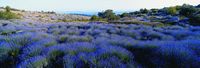 Fields of lavender on the island of Hvar (author Romeo Ibrisevic). Click to enlarge the image.
