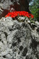 L'île de Mljet en Croatie. Cactus sur l'îlot Sainte-Marie. Cliquer pour agrandir l'image.
