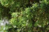 Le jardin botanique du Biokovo en Croatie. Genévrier oxycèdre, cade (Juniperus oxycedrus). Cliquer pour agrandir l'image.