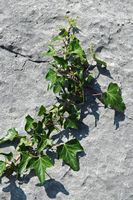 Climbing ivy (Hedera helix). Click to enlarge the image.