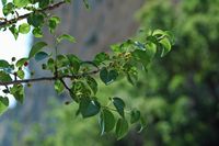 Le jardin botanique du Biokovo en Croatie. Bois de sainte Lucie (Prunus mahaleb). Cliquer pour agrandir l'image.