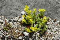 Bitter yellow arsenic (Sedum acre). Click to enlarge the image.
