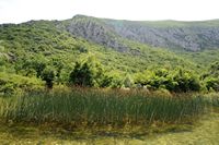 La rivière Cetina en Croatie. La végétation dans le cours inférieur de la Cetina. Cliquer pour agrandir l'image.