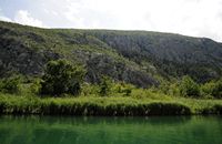 La rivière Cetina en Croatie. La végétation dans le cours inférieur de la Cetina. Cliquer pour agrandir l'image.